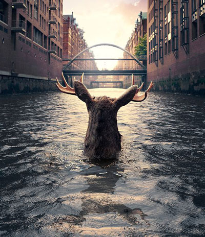 a deer submerged up to his neck in a canal